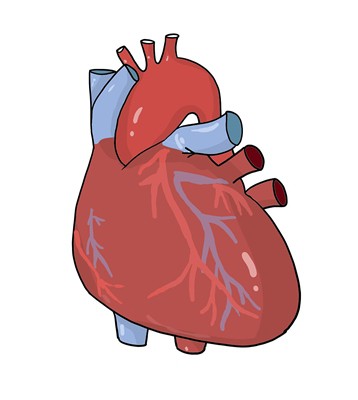 Szemaglutid mint új erő a szív- és érrendszeri egészségben